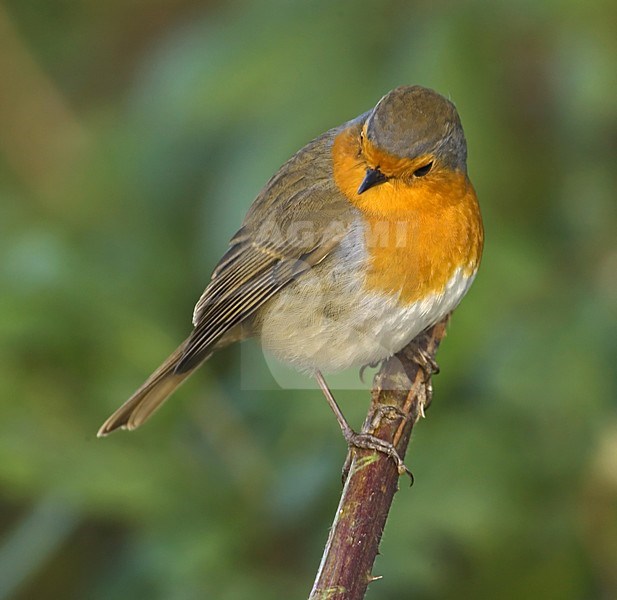 European Robin perched on a branch; Roodborst zittend op een tak stock-image by Agami/Hans Gebuis,