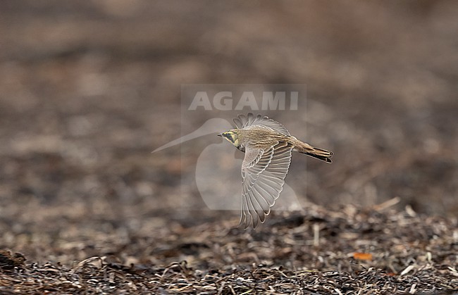 Horned Lark (Eremophila alpestris ssp.flava) in flight at a beach in Vedbæk, Denmark stock-image by Agami/Helge Sorensen,