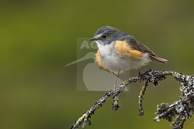 Red-flanked Bluetail (Tarsiger cyanurus), male on a lichen covered branch in green background. Kuusamo, Finland stock-image by Agami/Kari Eischer,