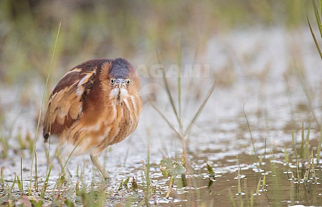 Least Bittern (Ixobrychus exilis) adult perched in the swamp stock-image by Agami/Ian Davies,