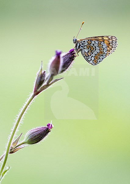 Glanville Fritillary on Silene dioica stock-image by Agami/Onno Wildschut,
