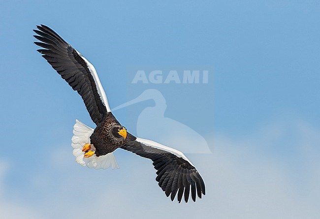 Wintering Steller's Sea Eagle (Haliaeetus pelagicus) on the island Hokkaido in Japan. stock-image by Agami/Marc Guyt,