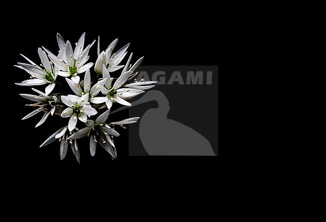 Ramsons, Bear's Garlic stock-image by Agami/Wil Leurs,