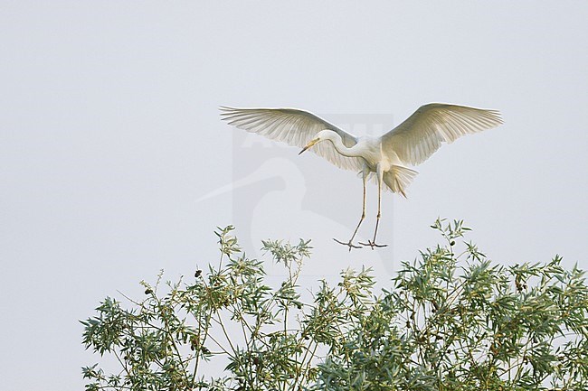 Great White Egret (Ardea alba ssp. alba) landing in a low tree in Hungary. stock-image by Agami/Ralph Martin,