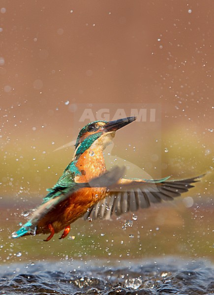 IJsvogel opvliegend uit water Common Kingfisher setting off from water stock-image by Agami/Danny Green,