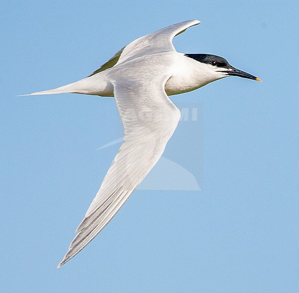 Adult Sandwich Tern (Sterna sandvicensis) in flight on Texel, Netherlands. stock-image by Agami/Marc Guyt,