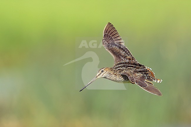 Adult
Kidder Co., ND
June 2020 stock-image by Agami/Brian E Small,