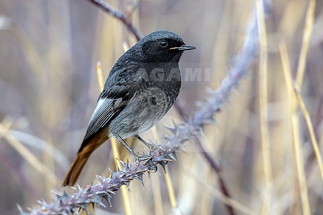 Adult male Western Black Redstart (Phoenicurus ochruros gibraltariensis) perched on a branch in Florence Airport, Tuscany, Italy. stock-image by Agami/Vincent Legrand,