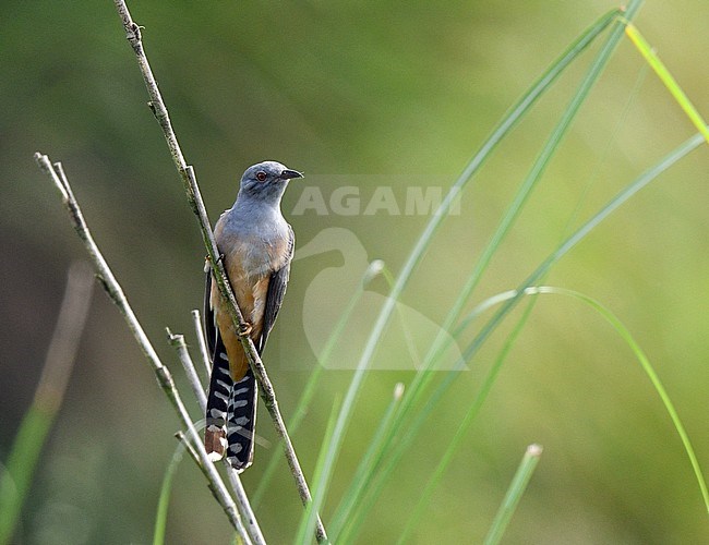 Plaintive Cuckoo (Cacomantis merulinus) near Moeyungyi in Myanmar. stock-image by Agami/Laurens Steijn,