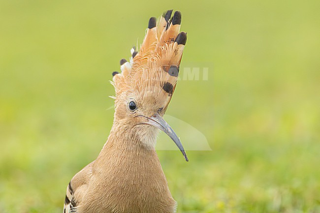 Hop, Eurasian Hoopoe, Upupa epops stock-image by Agami/Menno van Duijn,