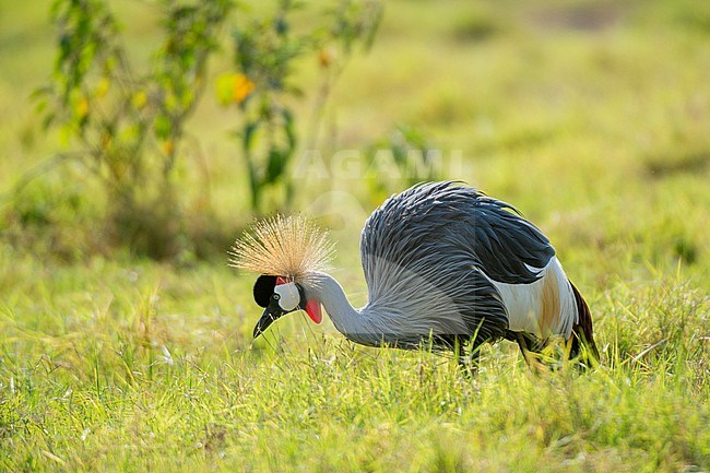 A Grey crowned crane, Balearica regulorum gibbericeps, searching for insects in the grass. Amboseli National Park, Kenya, Africa. stock-image by Agami/Sergio Pitamitz,