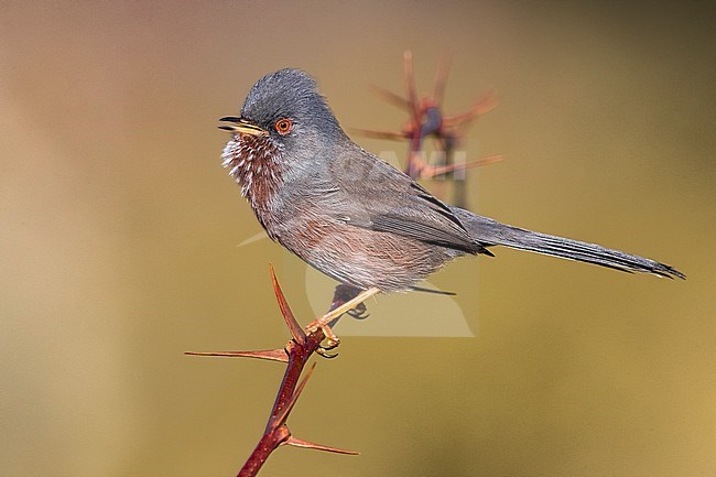 Dartford Warbler (Sylvia undata undata) setting off stock-image by Agami/Daniele Occhiato,