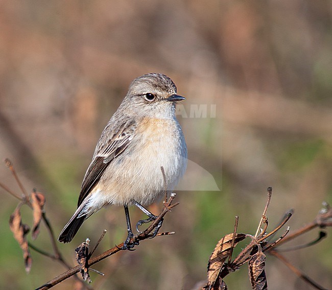 Wintering female Siberian Stonechat (Saxicola maurus indicus) in central Himalayas. Probably this subspecies. stock-image by Agami/Marc Guyt,