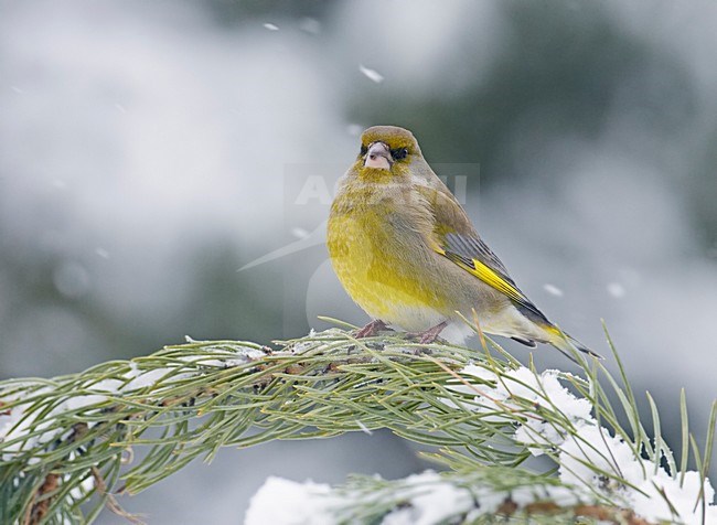 Groenling in de winter; Greenfinch in winter stock-image by Agami/Markus Varesvuo,