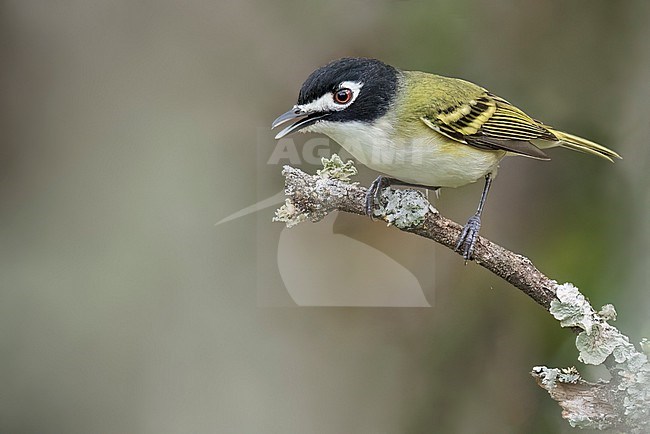 Black-capped Vireo (Vireo atricapilla)  perched on a branch in Texas stock-image by Agami/Dubi Shapiro,