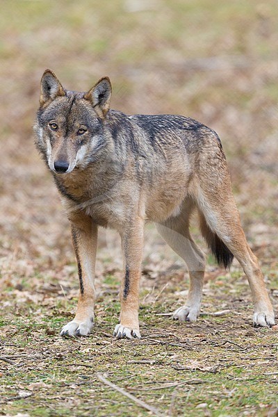 Italian Wolf (Canis lupus italicus), captive animal standing on the ground, Civitella Alfedena, Abruzzo, Italy stock-image by Agami/Saverio Gatto,