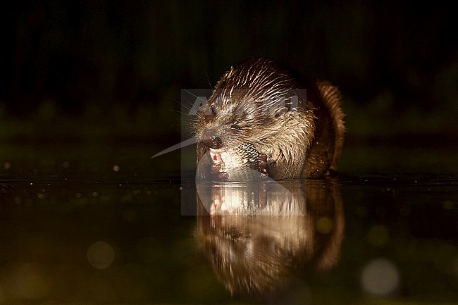 European Otter (Lutra Lutra) forging at night stock-image by Agami/Alain Ghignone,