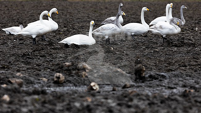  stock-image by Agami/Menno van Duijn,