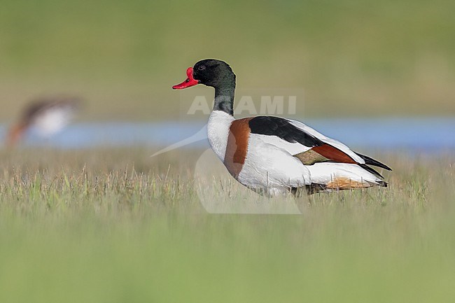 Adult male Shelduck in a Dutch meadow during spring stock-image by Agami/Onno Wildschut,