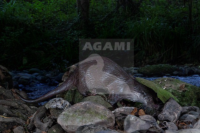Eurasian Otter (Lutra lutra), side view of an adult walking on stones close to a creek, Campania, Italy stock-image by Agami/Saverio Gatto,