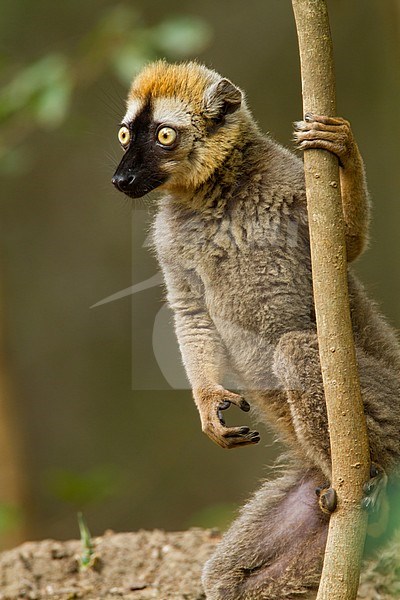 Red-fronted brown Lemur (Eulemur rufifrons) stock-image by Agami/Dubi Shapiro,