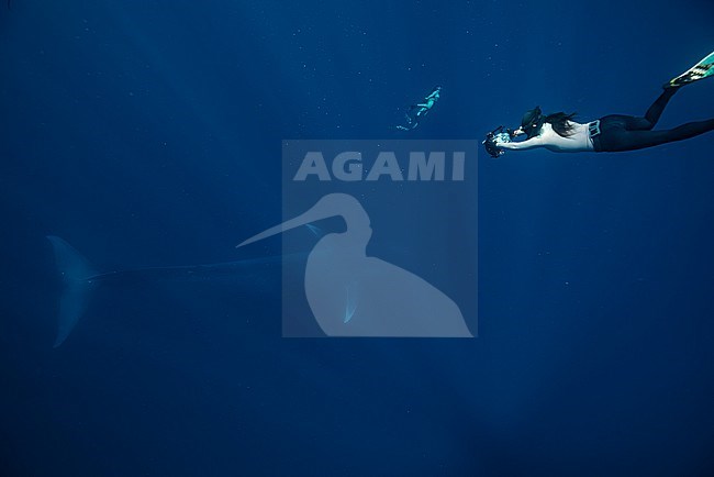 Blue Whale (Balaenoptera musculus) ssp brevicauda or Pygmy Blue Whale, with freedivers. stock-image by Agami/Lennart Verheuvel,