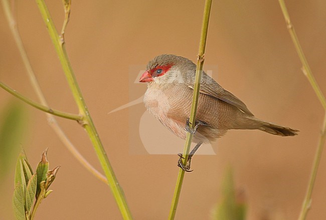 Common Waxbill (Estrilda astrild) is a introduced species to Cape Verde and is common on most islands. It's a bird of sub-Sahara Africa. stock-image by Agami/Eduard Sangster,