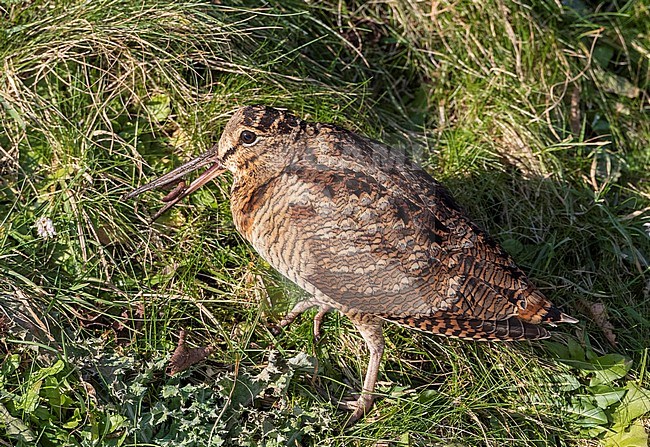 Eurasian Woodcock (Scolopax rusticola) wintering at Lentevreugd, Wassenaar, in the Netherlands. Part of a major influx due to an extreme cold spell. stock-image by Agami/Marc Guyt,