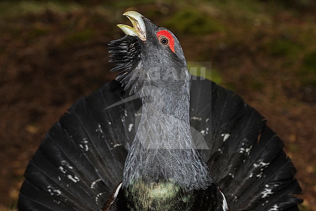 Capercaillie; Auerhoen stock-image by Agami/Alain Ghignone,