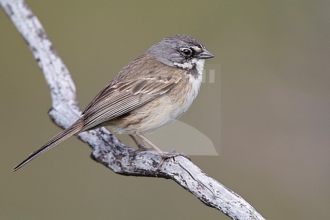 Adult
San Diego Co., CA
April 2010 stock-image by Agami/Brian E Small,