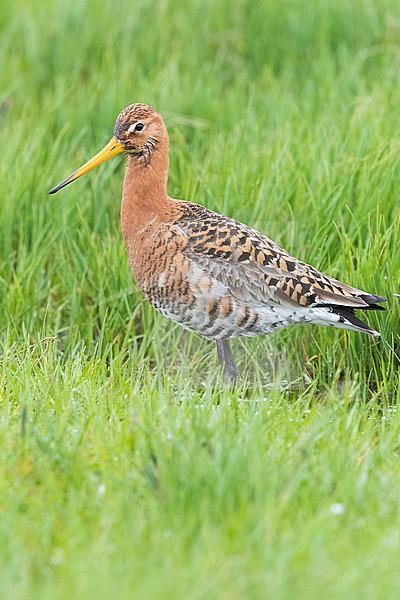 Black-tailed Godwit (Limosa limosa islandica), adult standing among the grass stock-image by Agami/Saverio Gatto,