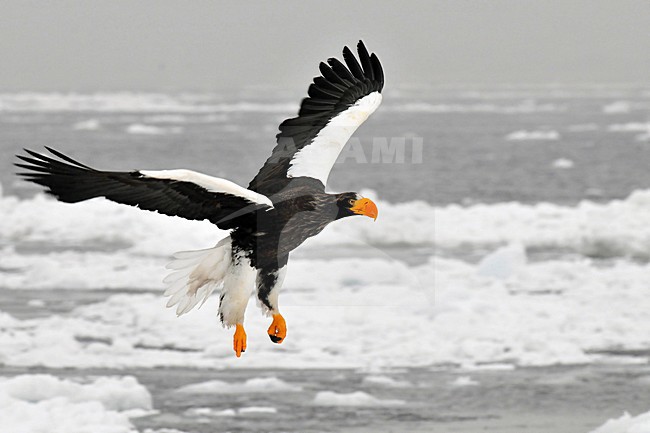  stock-image by Agami/Hans Germeraad,