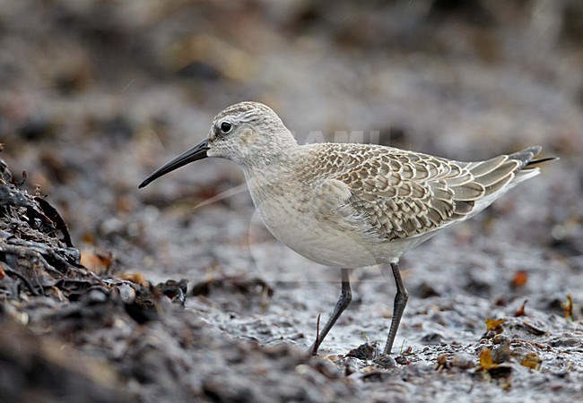 Juvenile Krombekstrandloper; Juvenile Curlew Sandpiper stock-image by Agami/Markus Varesvuo,
