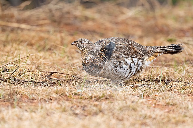 Adult male
Mackinac Co., MI
April 2025 stock-image by Agami/Brian E Small,