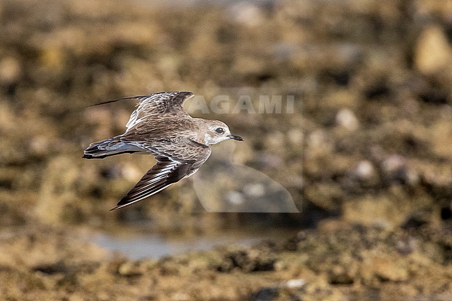 Lesser Sand Plover (Charadrius mongolus pamirensis) in flight on a beach in Mogadishu, Somalia. stock-image by Agami/David Monticelli,