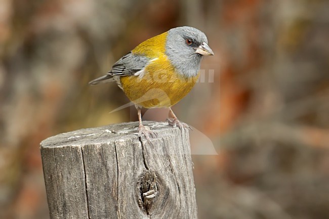 Punasierragors, Peruvian Sierra-Finch stock-image by Agami/Dubi Shapiro,