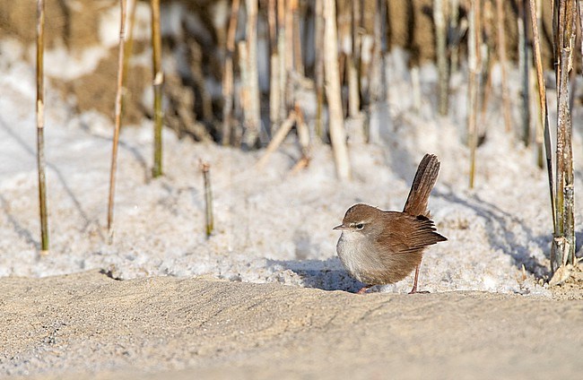 Wintering Cetti's Warbler (Cettia cetti) in Berkheide dunes, south of Katwijk, Netherlands. stock-image by Agami/Marc Guyt,