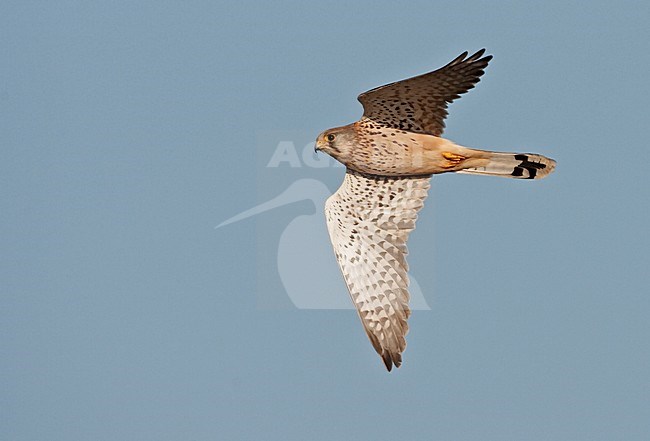 Torenvalk mannetje vliegend; Common Kestrel male flying stock-image by Agami/Jari Peltomäki,