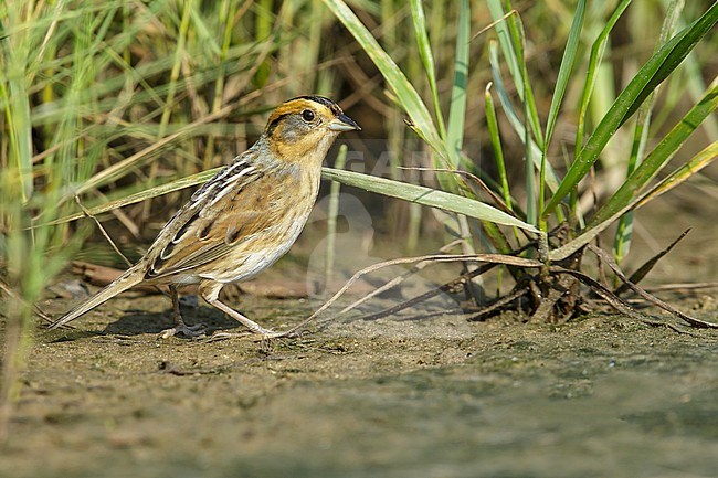 Nelson's Sparrow (Ammodramus nelsoni) standing on the ground in it’s breeding habitat, undisturbed marshes. stock-image by Agami/Brian E Small,
