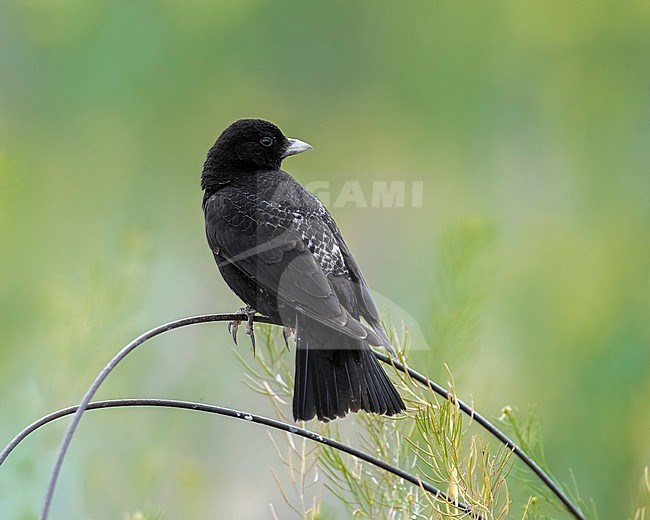 Male Black Lark perched in steppe of Kazakhstan. May 2017. stock-image by Agami/Vincent Legrand,