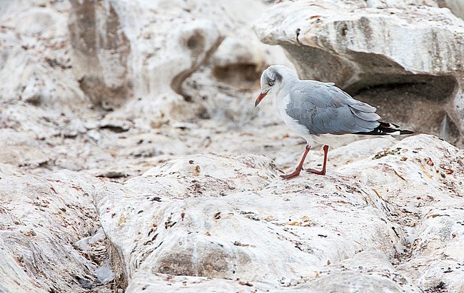 Subadult Grey-headed gull (Chroicocephalus cirrocephalus poliocephalus)i n South Africa. Standing on a rock in Lambert’s Bay. stock-image by Agami/Marc Guyt,