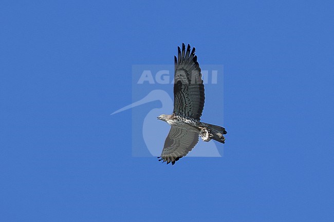 An adult male European Honey-buzzard (Pernis apivorus) in flight is carrying a honey comb. stock-image by Agami/Mathias Putze,