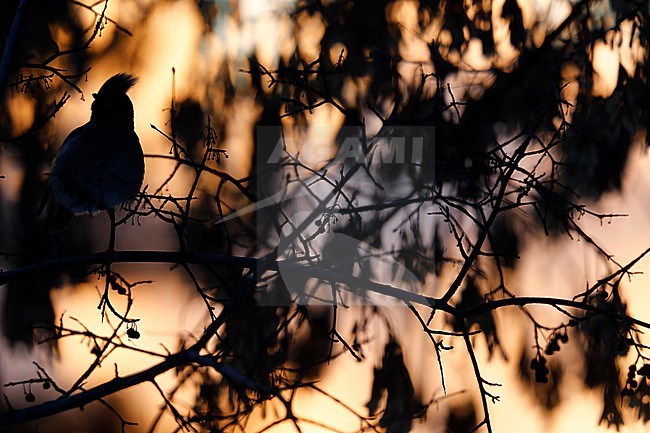 Bohemian Waxwing (Bombycilla garrulus) perched in a tree in Russia with backlight. stock-image by Agami/Chris van Rijswijk,