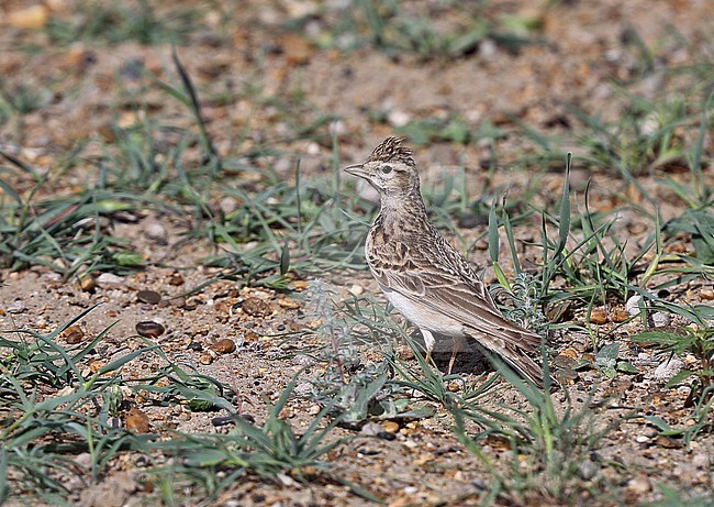 Adult Greater Short-toed Lark (Calandrella brachydactyla longipennis) standing on the ground in spring stock-image by Agami/Andy & Gill Swash ,