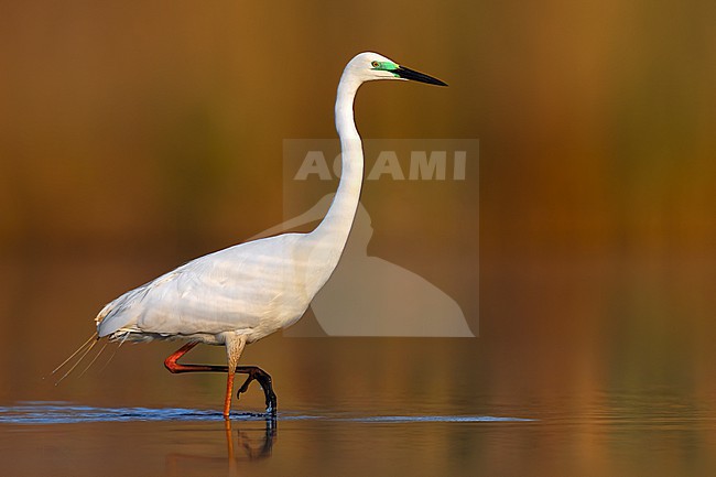 Great Egret, Ardea alba,in Italy. stock-image by Agami/Daniele Occhiato,