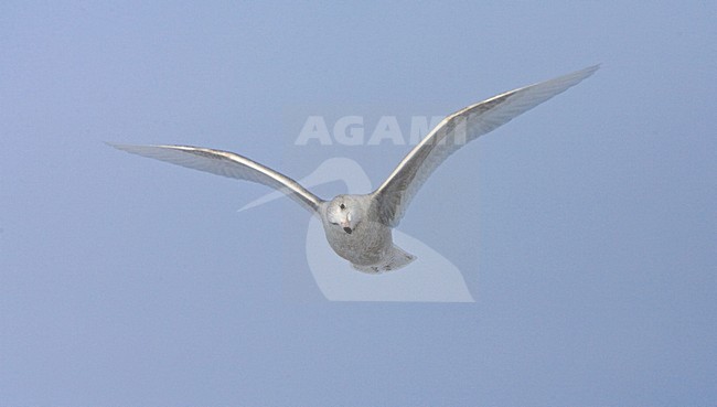 Onvolwassen Grote Burgemeester in vlucht; Immature Glaucous Gull in flight stock-image by Agami/Marc Guyt,