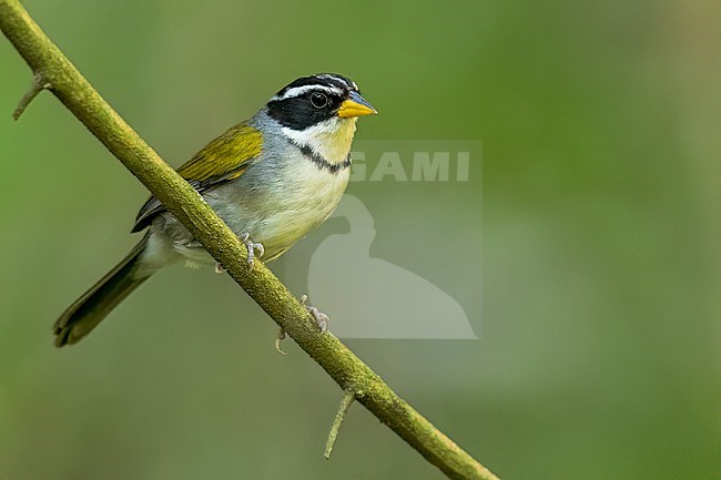 Moss-backed Sparrow (Arremon dorbignii) Perched on a branch in Argentina stock-image by Agami/Dubi Shapiro,