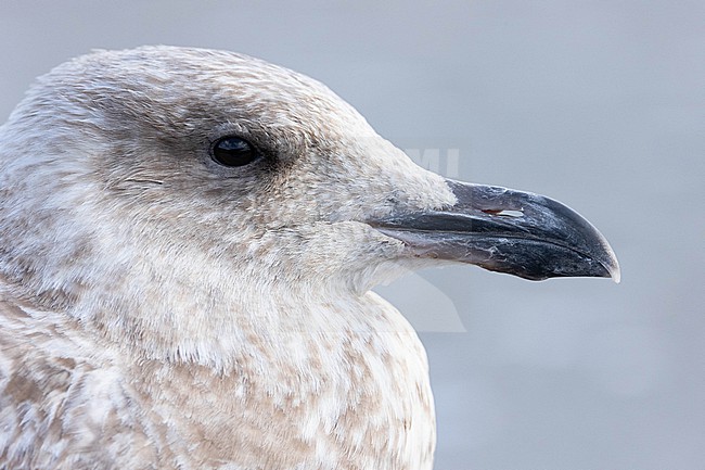  stock-image by Agami/Menno van Duijn,