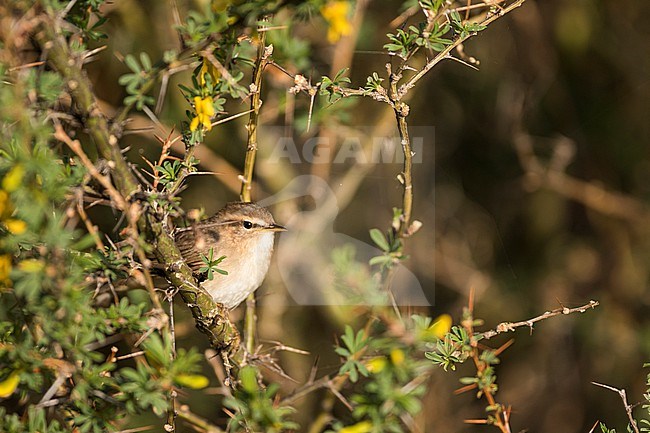 Adult Dusky Warbler (Phylloscopus fuscatus fuscatus), Russia (Baikal). stock-image by Agami/Ralph Martin,