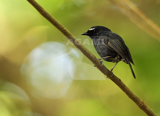 Damar Flycatcher (Ficedula henrici) perched in understory of lowland raindforest on Damar island, Banda sea, Indonesia. stock-image by Agami/James Eaton,